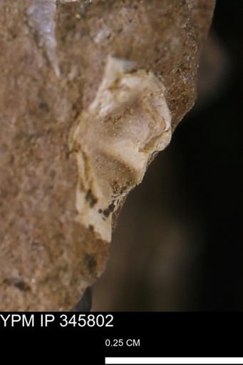 undet. Mollusca