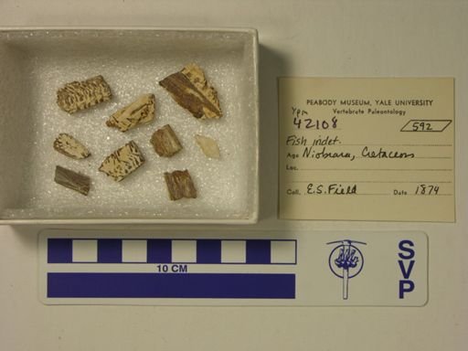 undet. Plethodidae