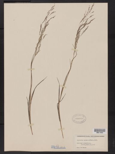 Agrostis hyemalis