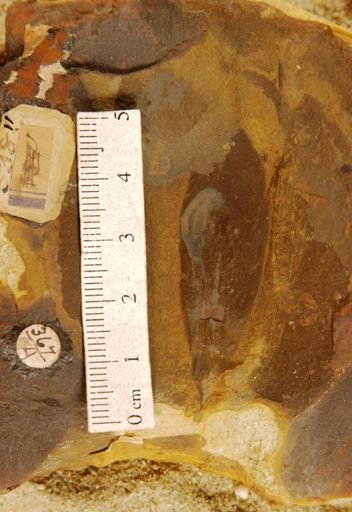 Gyminda primordialis