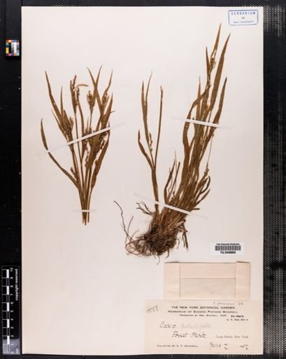 Carex