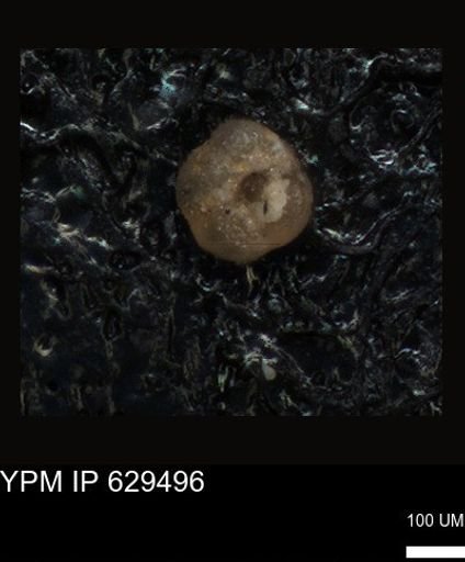 undet. Foraminiferida