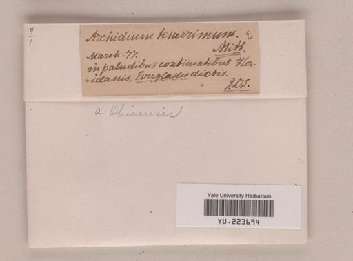 Archidium ohioense