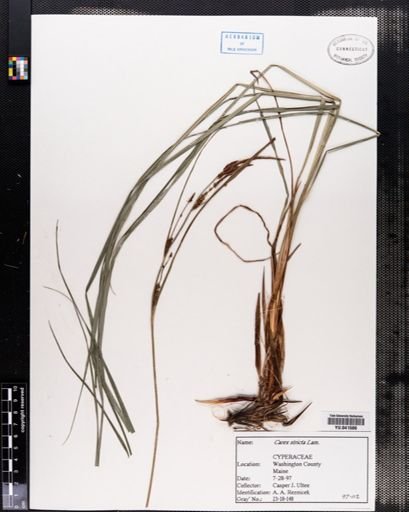 Carex stricta