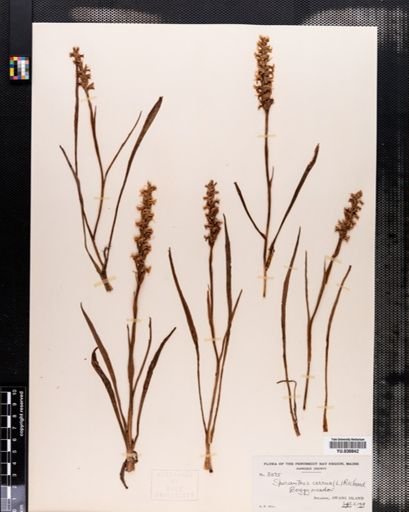 Spiranthes cernua