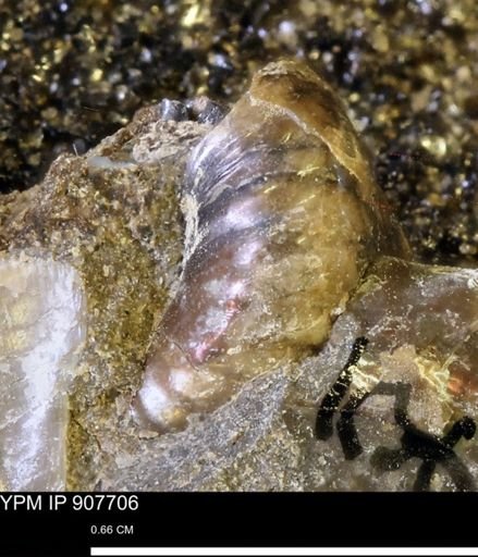 undet. Ammonoidea