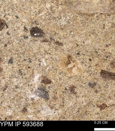 Baculites sp.