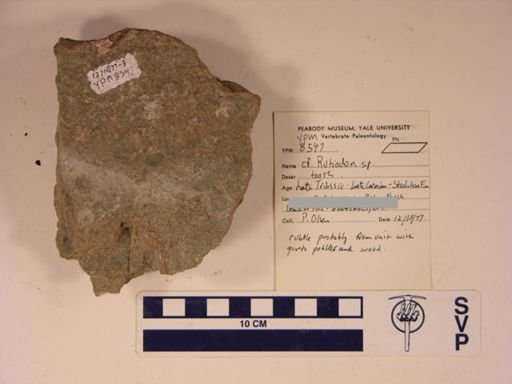 cf. Rutiodon