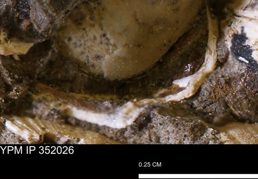 undet. Bivalvia