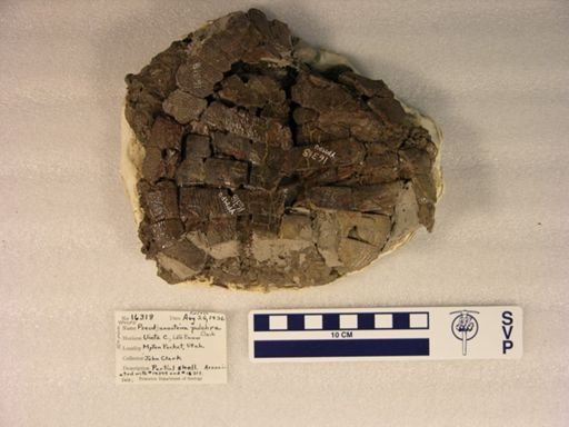 Pseudanosteira pulchra