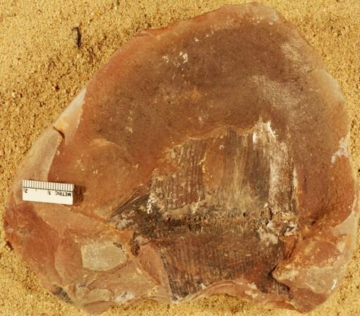 Calamites sp.