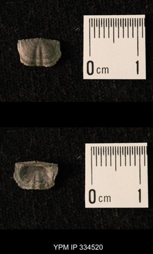 Mesolobus striatus