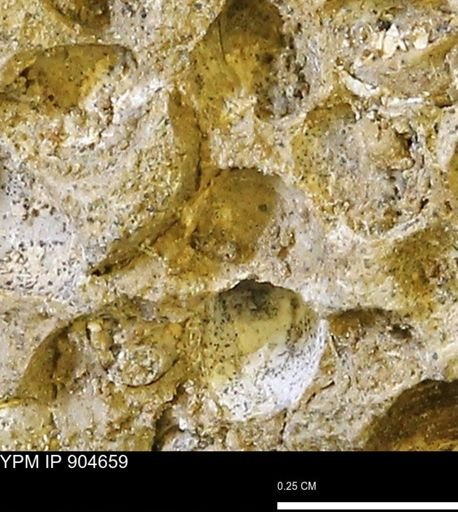 undet. Bivalvia