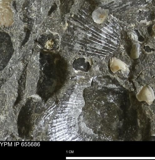 Corbulamella?