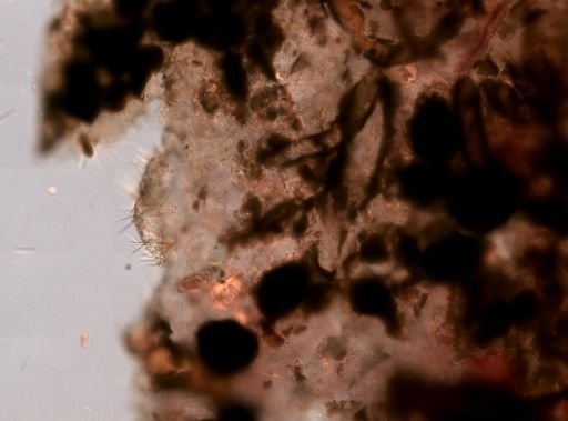 Microcionidae