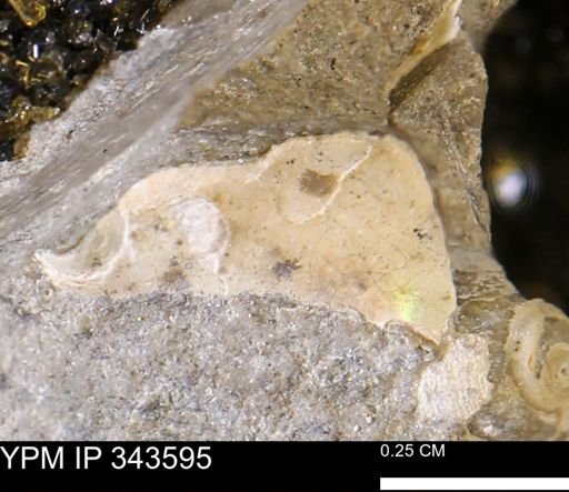 undet. Ammonoidea