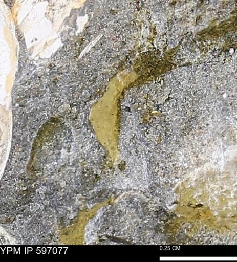 undet. Bivalvia