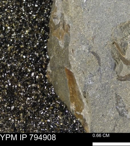 undet. Mollusca