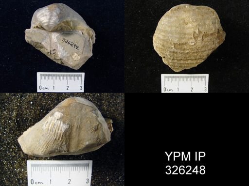 Pustula semipunctata