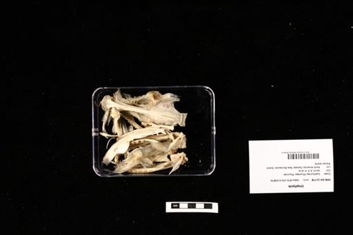 Urophycis
