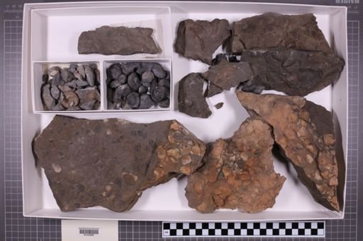 mixed taxa, stratigraphic collection