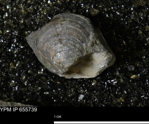 Limopsis striatopunctatus