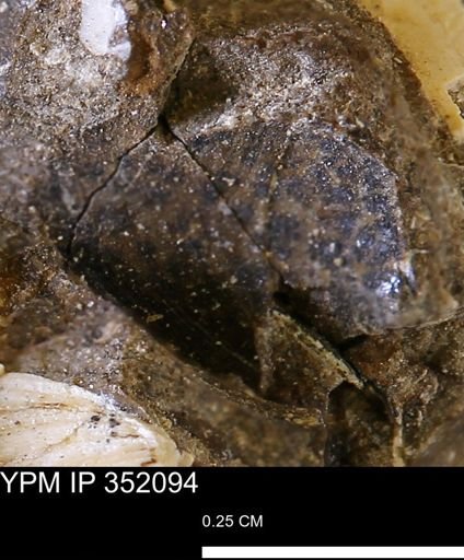 undet. Bivalvia