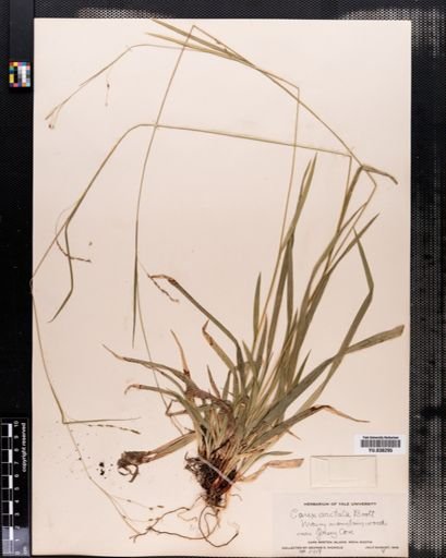 Carex arctata