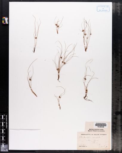Fimbristylis