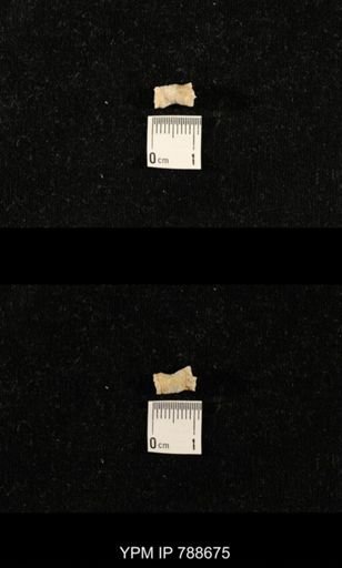 taxon undetermined