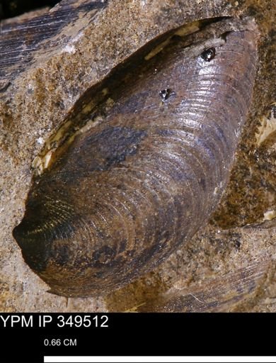 Limopsis?