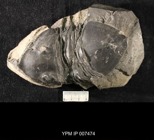 Isotelus gigas