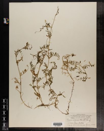 Plantae