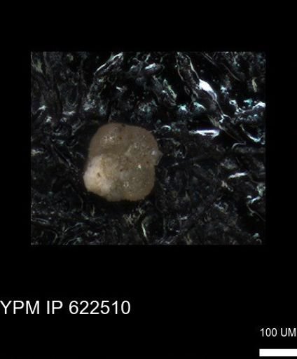 undet. Foraminiferida