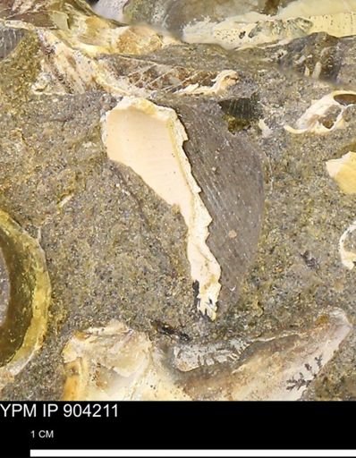 undet. Bivalvia