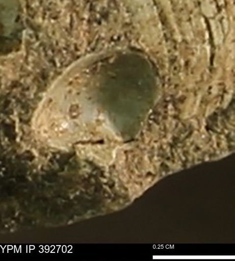 Protocardia subquadrata