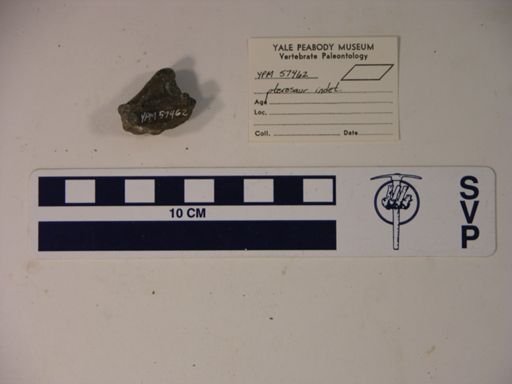 Pterodactylidae