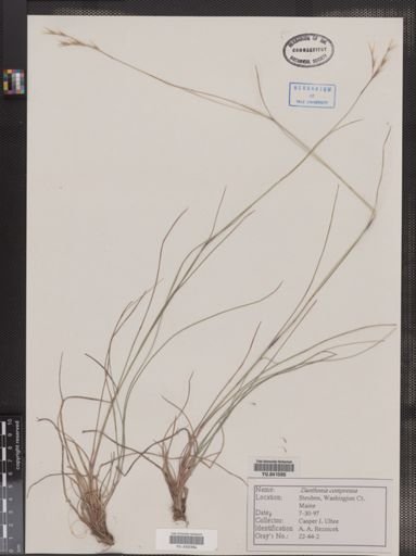 Danthonia compressa