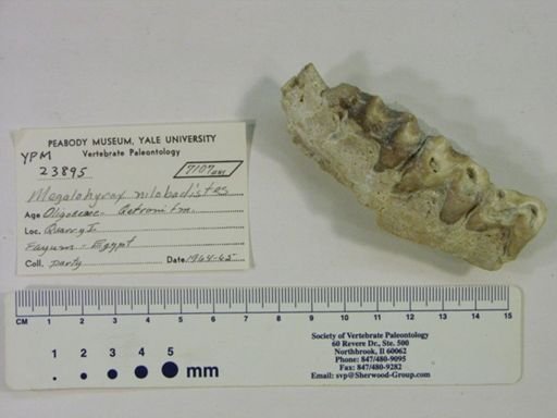 Megalohyrax sp.