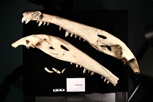 Crocodylus porosus