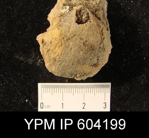 Rhipidomella assimilis