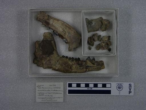 Phenacodus trilobatus