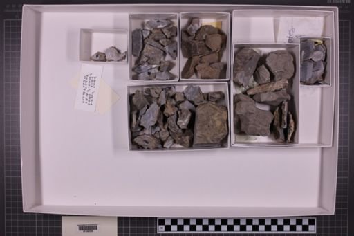 mixed taxa, stratigraphic collection