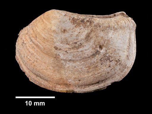 Pandora gouldiana
