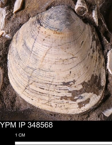 Limopsis striatopunctatus