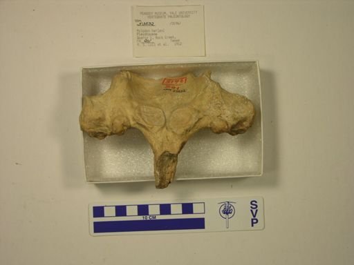 Mylodon harlani