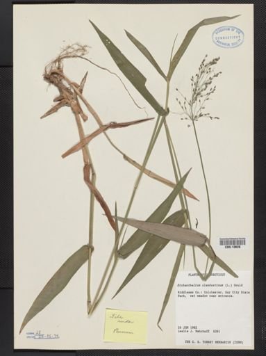 Panicum clandestinum