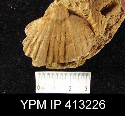 Orthorhynchula sp.