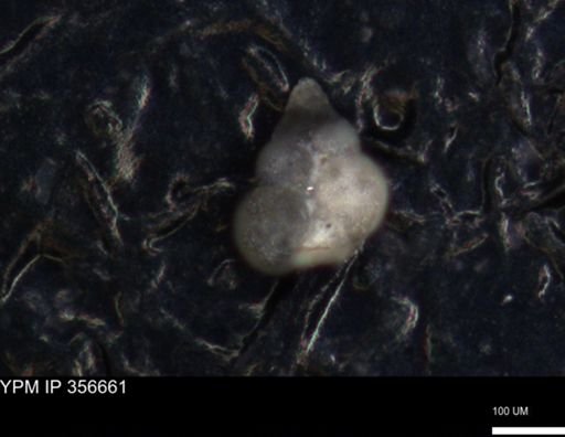 undet. Foraminiferida