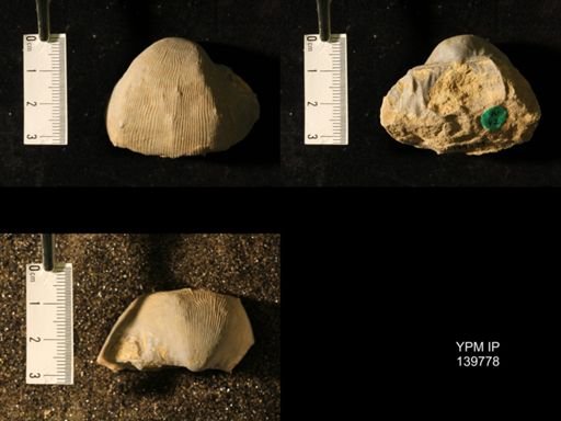 Productus (Linoproductus) lineatus